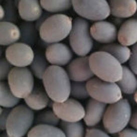 บัวจิ๋ว สีทอง (Mini Golden Lotus) / 5 เม็ด (นอก)