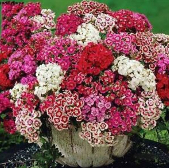 สวีทวิลเลี่ยม-ทรู อเมริกา (Sweet William - True America) / 50 เม็ด (นอก)