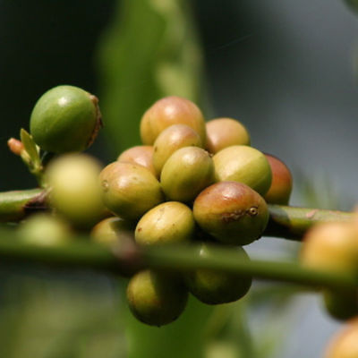 กาแฟ ฮาวาเอียน โคน่า (Hawaiian Kona Coffee) / 100 เม็ด