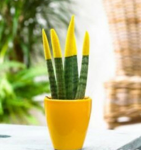 งาช้าง หรือลิ้นมังกร หางเสือ คละ / 25 เม็ด (นอก)