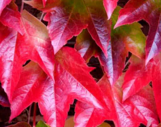 บอสตัน ไอวี่ (Boston Ivy) แดง / 50 เม็ด