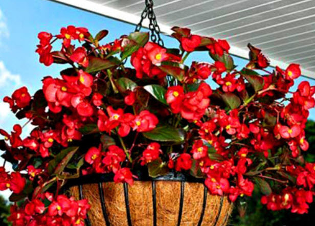 บิโกเนียใบมัน (Wax Begonia) สีแดง / 1,000 เม็ด (UK)