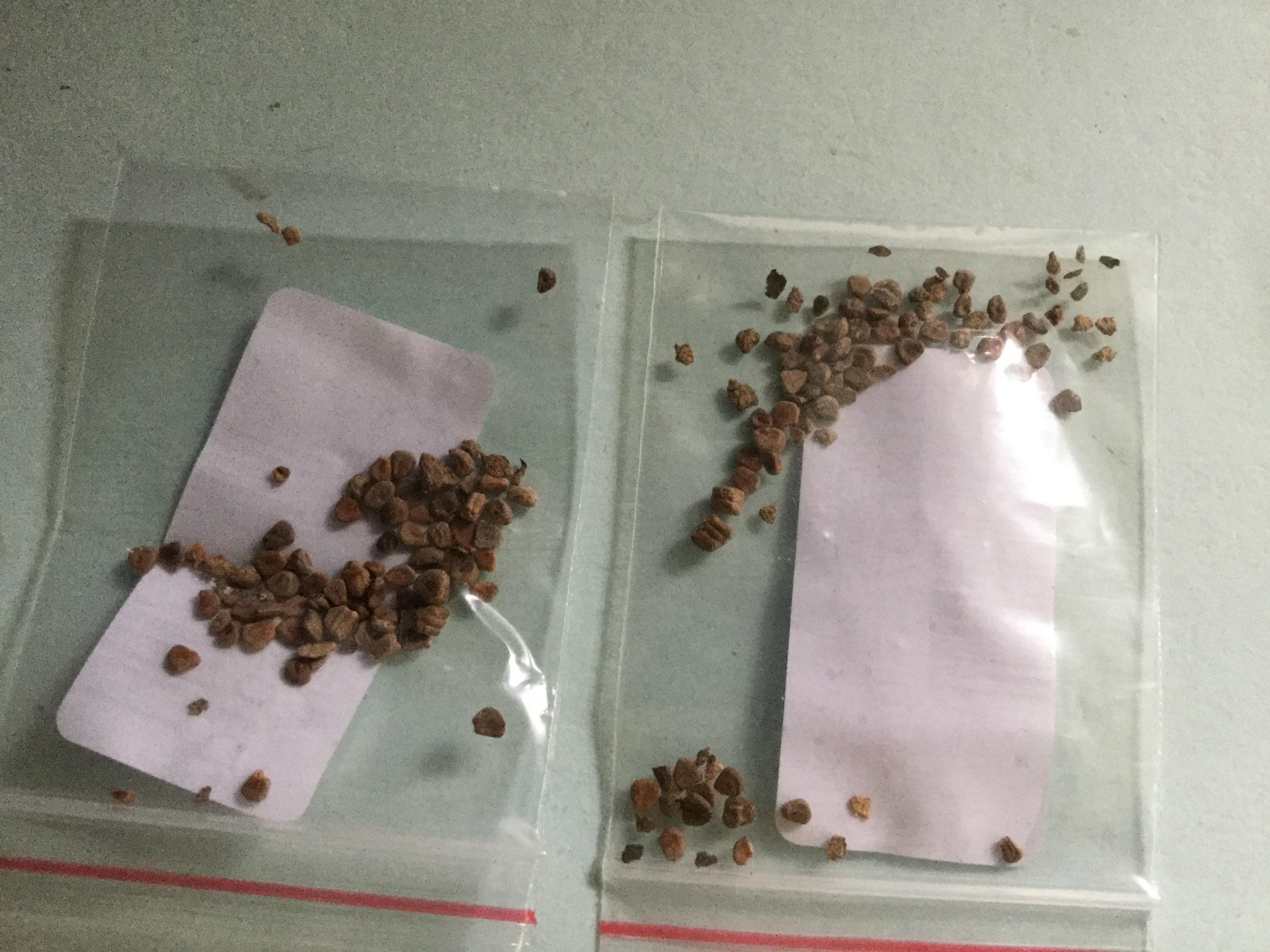 ยูคา ซิลเวอร์ ดอลล่าร์ (Eucalyptus - Silver Dollar) / 20 เม็ด