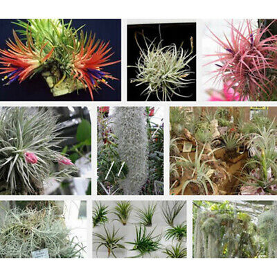 ทิลแลนด์เซีย (Tillandsia) คละ / 100 เม็ด