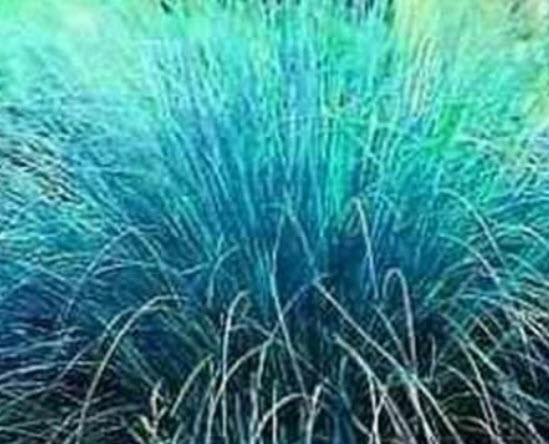 หญ้า บลูเลิฟ (Blue Love Grass) / 100 เม็ด (USA)