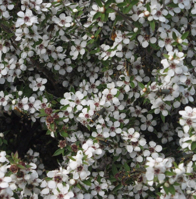 ต้นมานูก้า นิวซีแลนด์ ดอกสีขาว กระถาง 10 นิ้ว ต้นใหญ่ พร้อมติดดอก ทรงพุ่ม