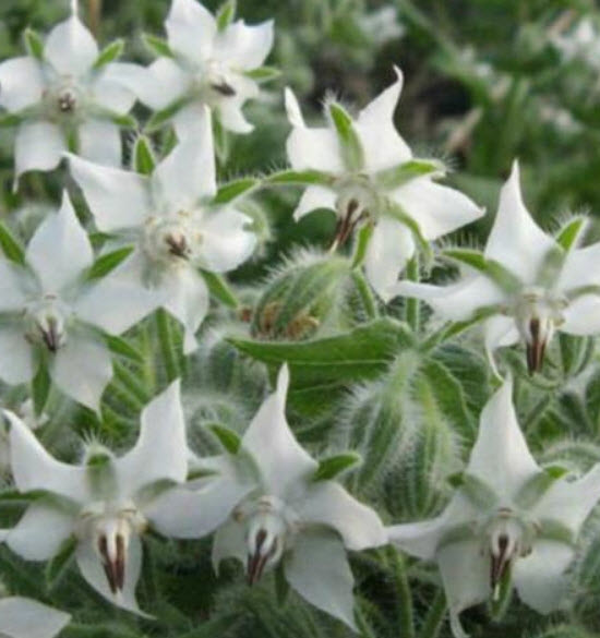โบราจ (Borage) สีขาว / 50 เม็ด (Portugal)