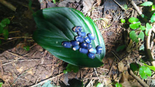 เฮลิโคเนีย เซ็กซี่ พิ้งค์ (Heliconia Sexy Pink) / 5 เม็ด (Taiwan)