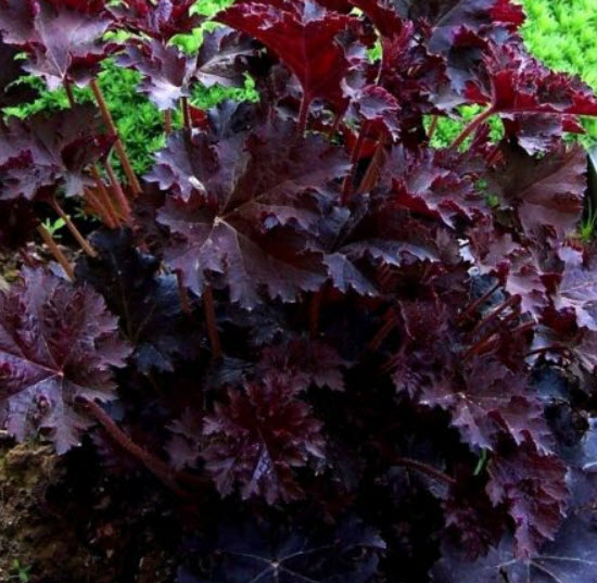 ฮิวเชร่า (Heuchera Emperor's Cloak) / 100 เม็ด (Australia)