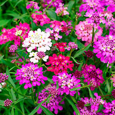 แคนดี้ทัฟท์ (Candytuft) คละ / 600 เม็ด (UK)