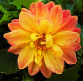 รักเร่ สีทอง (Gold Dahlia) / 100 เม็ด (S045)