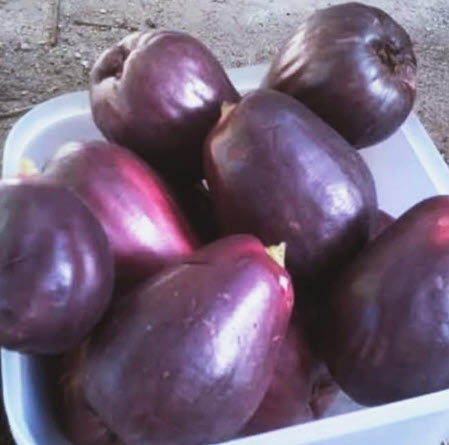 ต้นชมพู่มะเหมี่ยว มะเหมี่ยวดำ จาไมก้า สูง 40-50 ซ.ม.