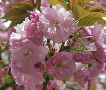 ซากุระ Kanzan zakura / 5 เม็ด (Japan)