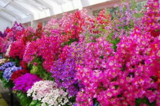 ปีกนางฟ้า (Angels Wing) คละ / 500 เม็ด (Serbia)