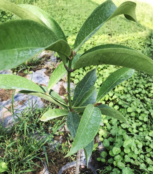 ต้นชมพู่มะเหมี่ยว มะเหมี่ยวดำ จาไมก้า สูง 40-50 ซ.ม.