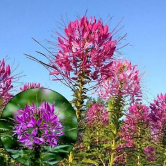 เสี้ยนฝรั่ง (Spider flower) คละ / 200 เม็ด (นอก)