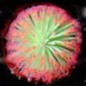 หยาดน้ำค้าง (Sundew) คละ / 100 เม็ด