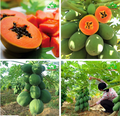 มะละกอต้นเตี้ยพิเศษ / 5 เม็ด (India)