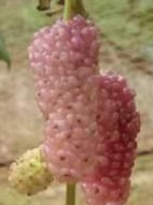 ต้นหม่อน (Mulberry) ชมพูอิตาลี สูง 40-60 ซ.ม. / ต้น