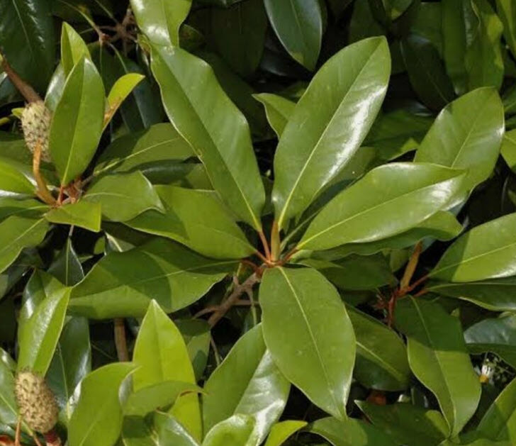 ต้นแมกโนเลีย แกรนดิฟลอร่า Magnolia Grandiflora สีขาว ดอกใหญ่ สูง 80-110 ซ.ม.