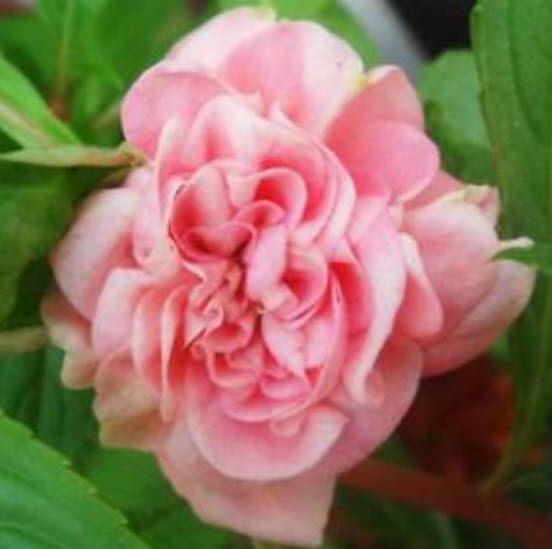 เทียนซ้อน (Garden Balsam) สีชมพู / ซอง 20 เม็ด (A006)