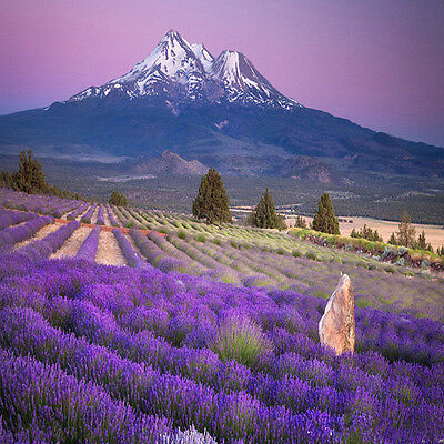 ลาเวนเดอร์อังกฤษ (English Lavender) / 400 เม็ด