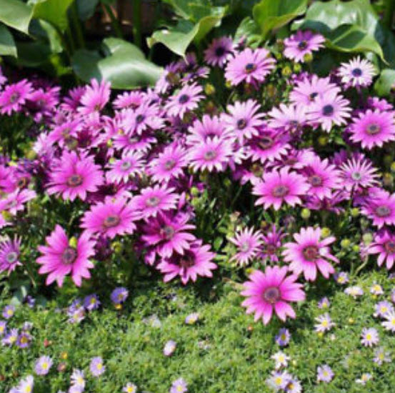 ทานตะวัน สีม่วง (Purple Sunflower) / 50 เม็ด