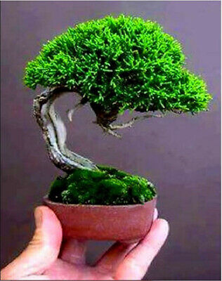 สนจิ๋ว (Miniature Pine) บอนไซ / 25 เม็ด (นอก)