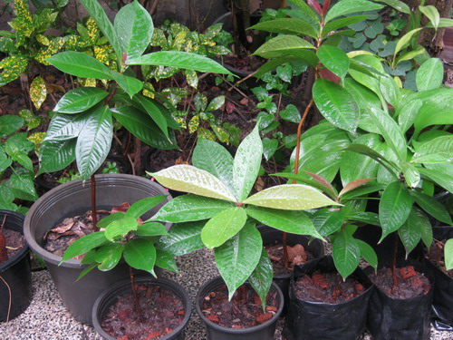 ต้นชมพู่สาแหรก เพาะเมล็ด สูง 15-30 ซ.ม.