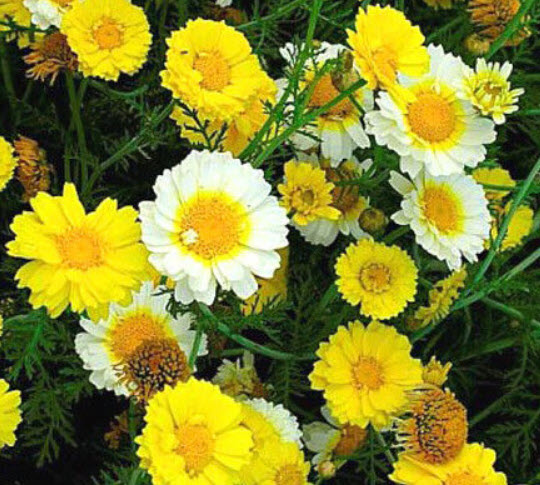 คราวน์เดซี่ (Crown Daisy) กลีบซ้อน คละสี พันธุ์ต้นสูง / 400 เม็ด (UK)