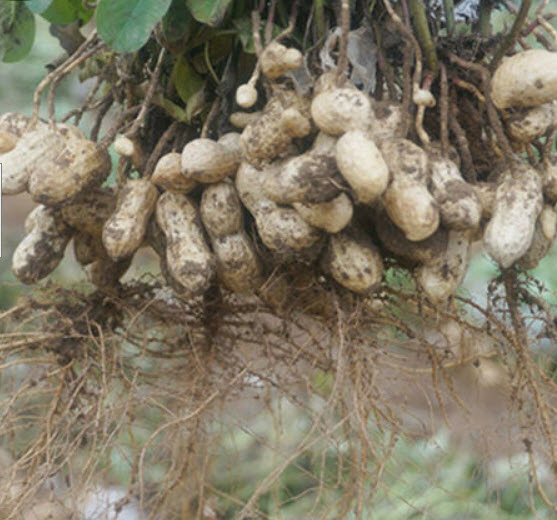 ถั่วลิสง (Groundnut) ดำ / 10 เม็ด (นอก)