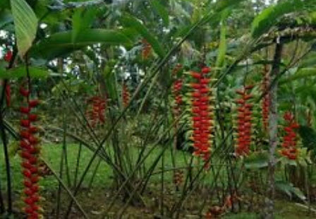 เฮลิโคเนีย โรสตราต้า (Heliconia Rostrata) สีแดง ขอบเหลือง-เขียว / 5 เม็ด (Israel)