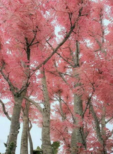 มะฮ็อกกานีจีน (Chinese Mahogany / Pink tree) / 10 เม็ด (UK)