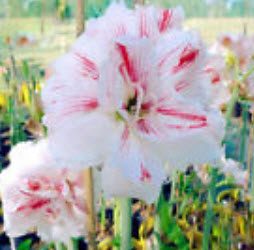 ว่านสี่ทิศ (Amaryllis) สีขาว-แดง / 100 เม็ด (นอก)