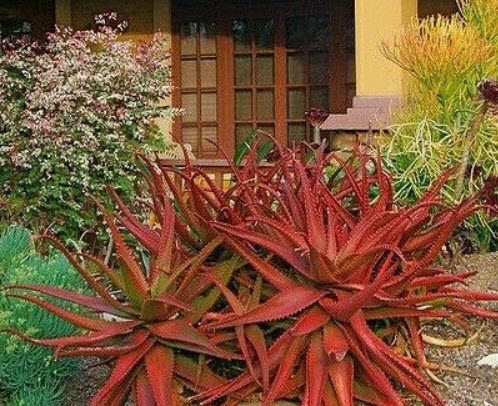 ว่านหางจระเข้แดง (Red Aloe Vera) / 10 เม็ด (Portugal)