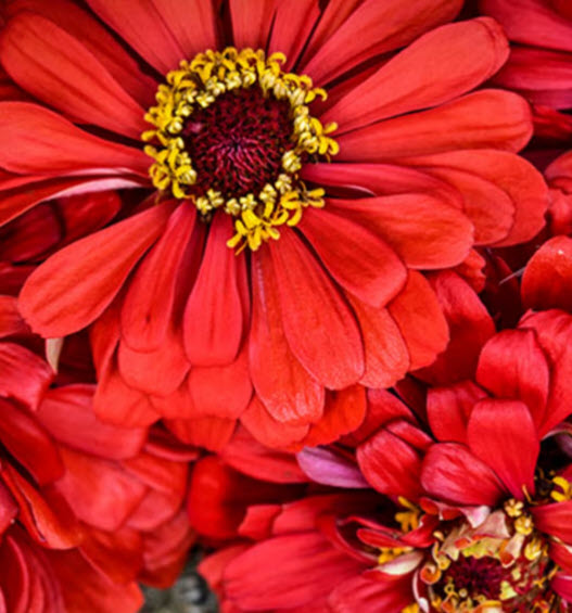 บานชื่น ตัดดอก พันธุ์ Will Rogers ดอกแดง / 130 เม็ด (UK)