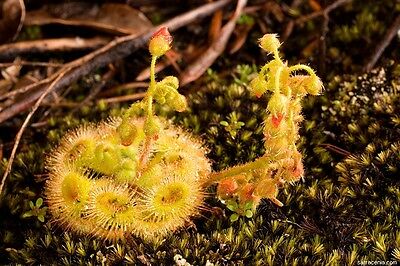 พืชกินสัตว์ Australian Drosera Glanduligera / 2 เม็ด (Australia)
