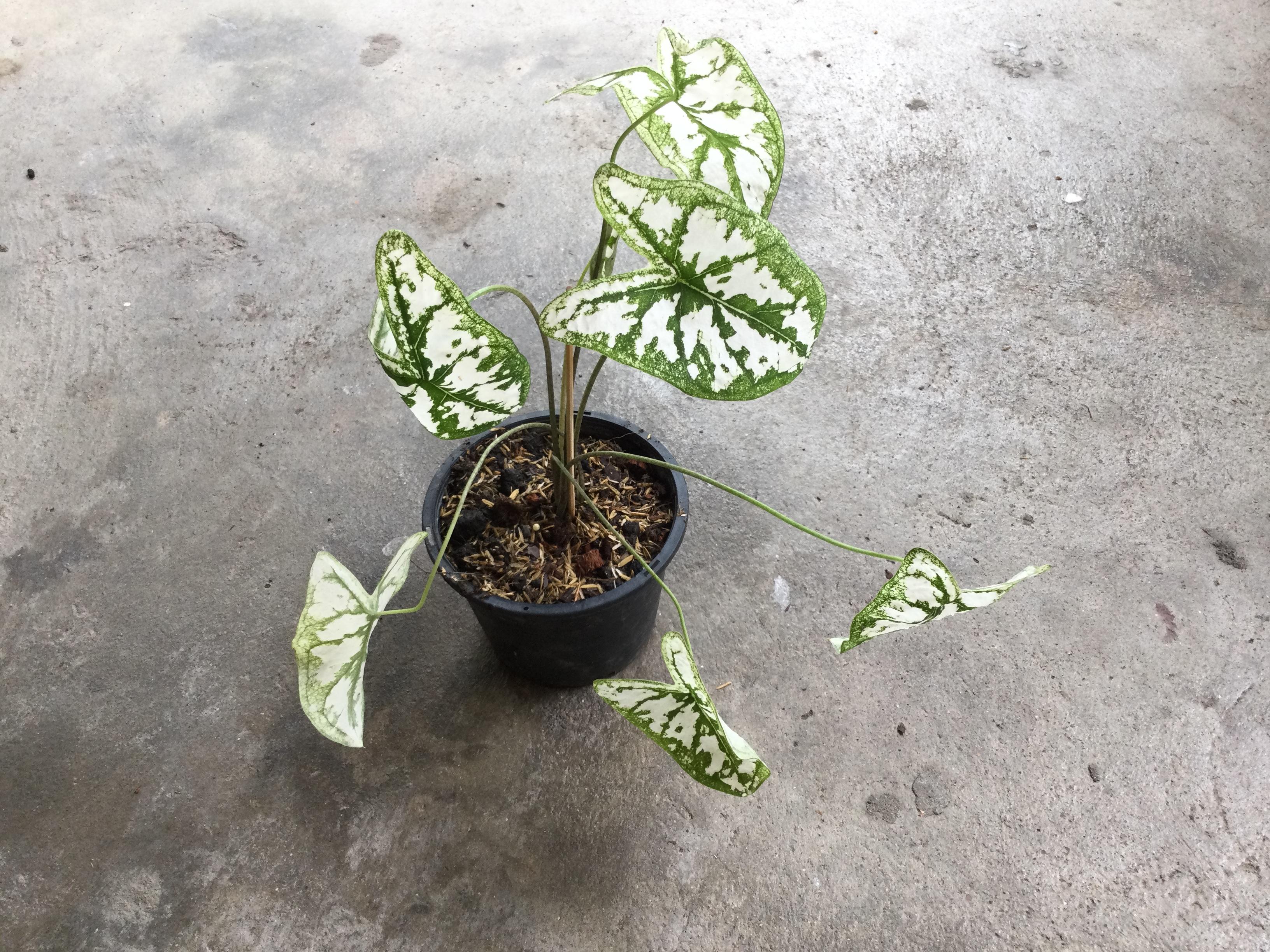 ต้นบอนพระยาเศวต (Caladium humboldtii) กระถาง 6 นิ้ว