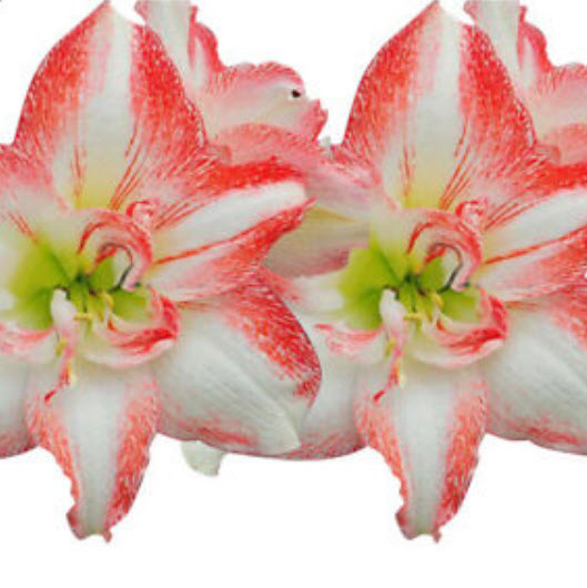 ว่านสี่ทิศ (Amaryllis) สีชมพู-ขาว / 100 เม็ด (นอก)