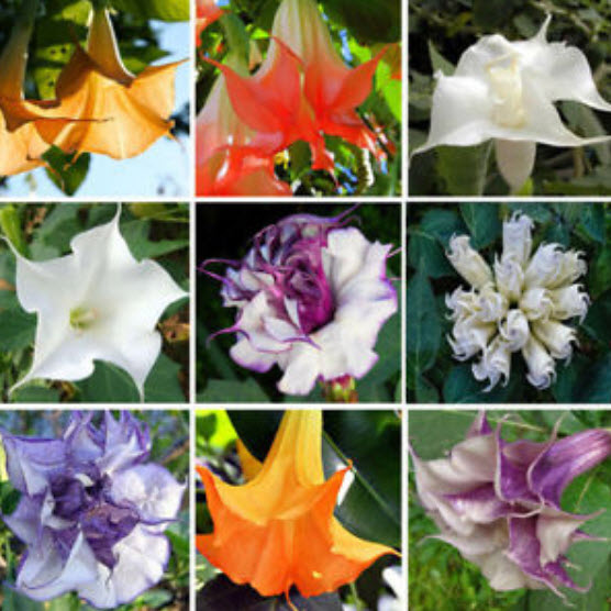 ลำโพง (Brugmansia) คละสี / 100 เม็ด (China)