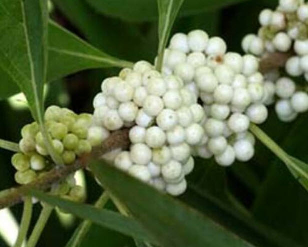 บิวตี้เบอรี่ (Beautyberry) สีขาว / 5 เม็ด (USA)