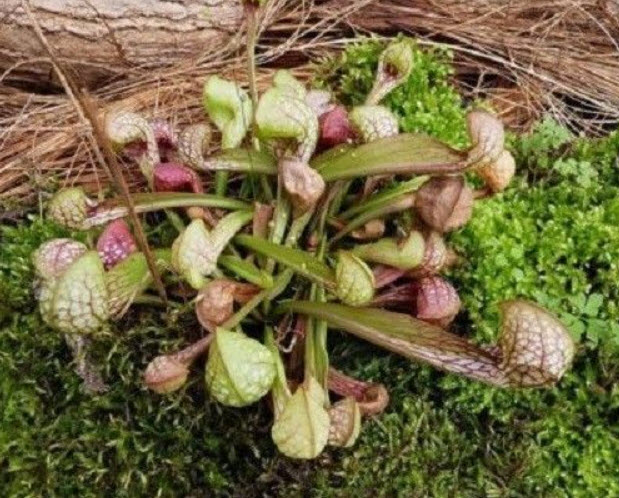 ซาราซีเนีย ปากนกแก้ว (Parrot Pitcher Plant) / 5 เม็ด (USA)