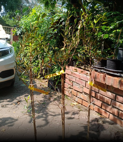 ต้นมะกอกโอลีฟ สายพันธุ์ พิสซิออตตาน่า (Pisciottana olive) อิตาลี สูง 100-120 ซ.ม.