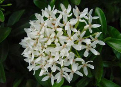 ต้นเข็มขาว สูง 20-30 ซ.ม. / ต้น