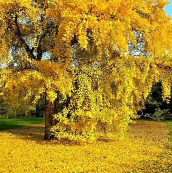 ต้นกล้า แปะก๊วย Ginkgo เพาะเมล็ดจากจีน กระถางสีอิฐ 4 นิ้ว