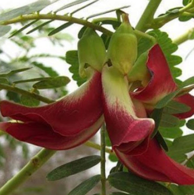 แคแดง แคดอกสีแดง แคดอกแดง / 60 เม็ด สวยน่าปลูก แกงส้มกินได้