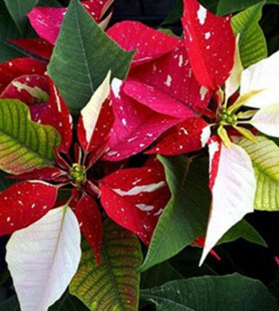 คริสต์มาส (Poinsettia / Euphorbia Pulcherrima) คละ / 50 เม็ด