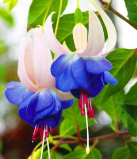 โคมญี่ปุ่น (Fuchsia) คละสี / 200 เม็ด