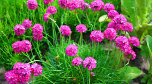 ซี ทริฟท์ (Sea Thrift) สีชมพู / 100 เม็ด (UK)
