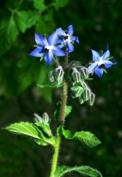 โบราจ (Borage) / ซอง 30 เม็ด (D024)